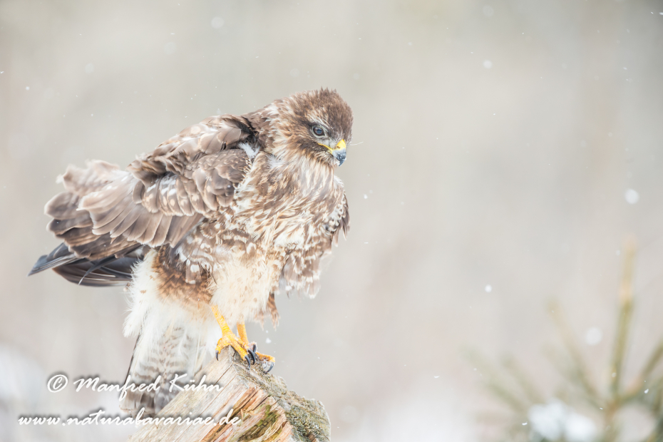 Mäusebussard ()_0062