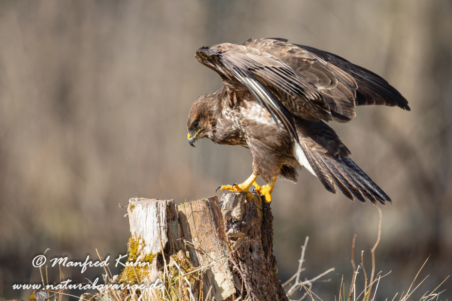 Mäusebussard ()_0097