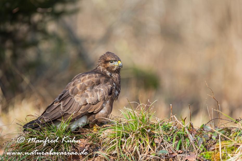 Mäusebussard ()_0127