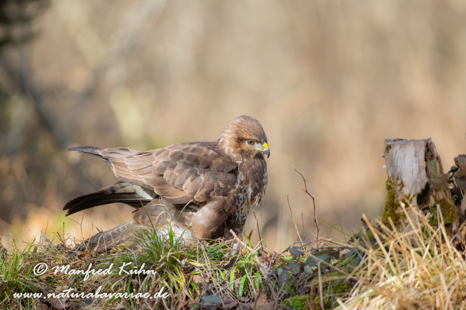 Mäusebussard ()_0142