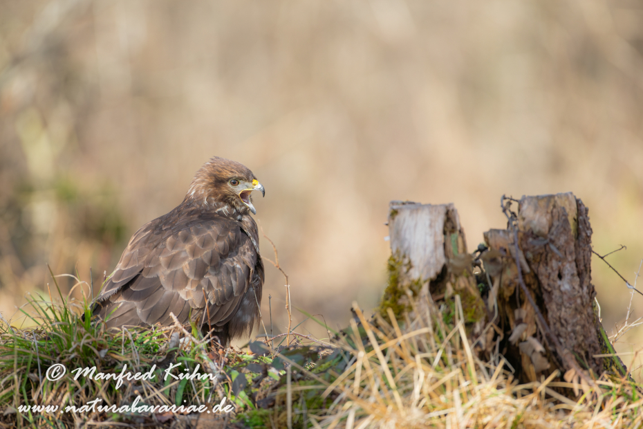 Mäusebussard ()_0143