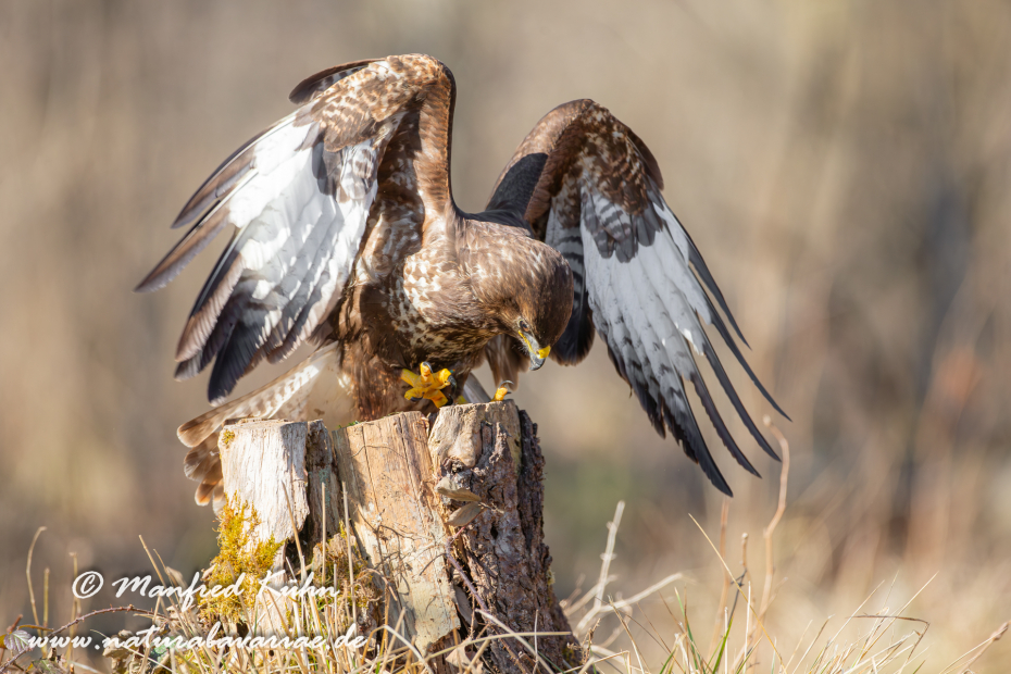 Mäusebussard ()_0147