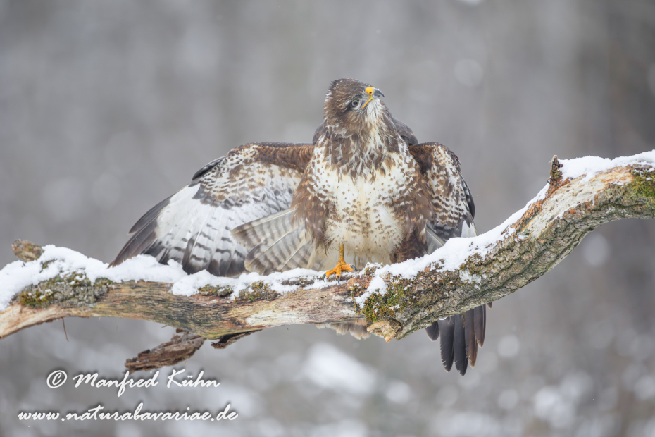Mäusebussard ()_0174