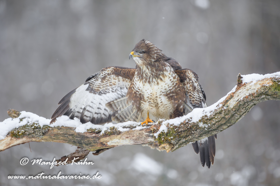 Mäusebussard ()_0176