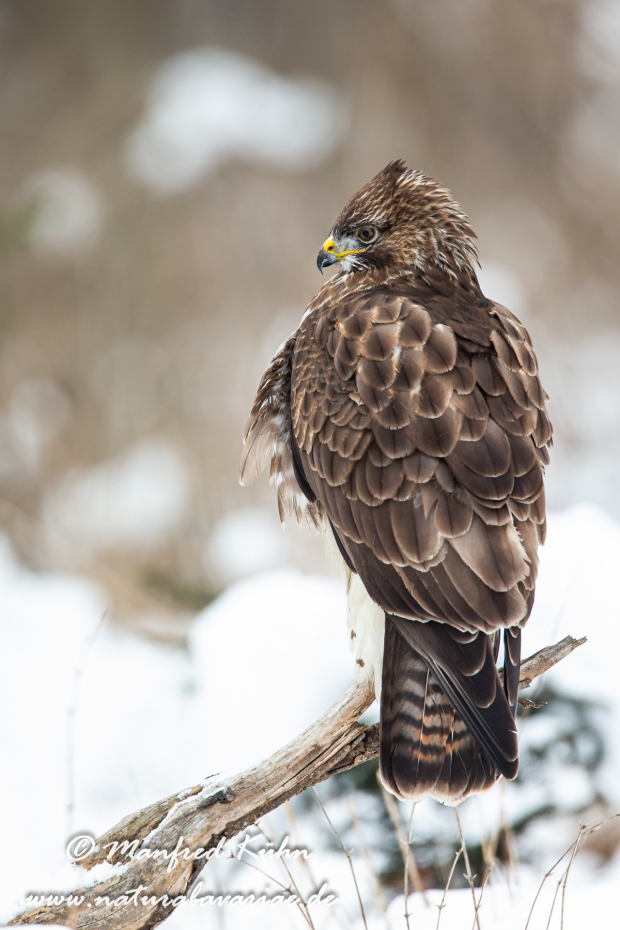 Mäusebussard ()_0018