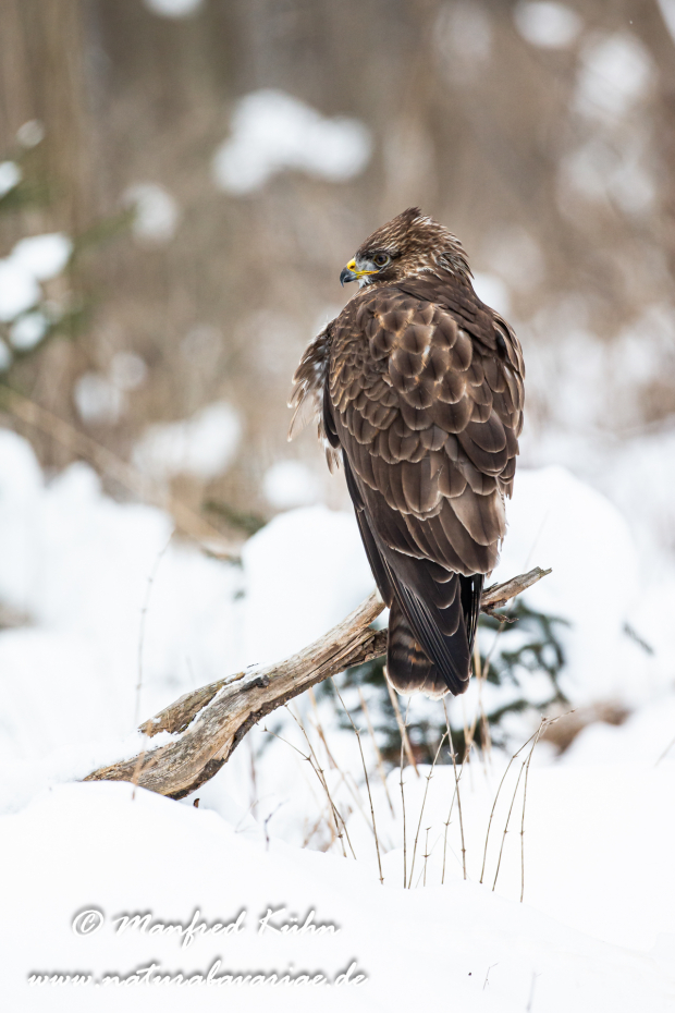 Mäusebussard ()_0021