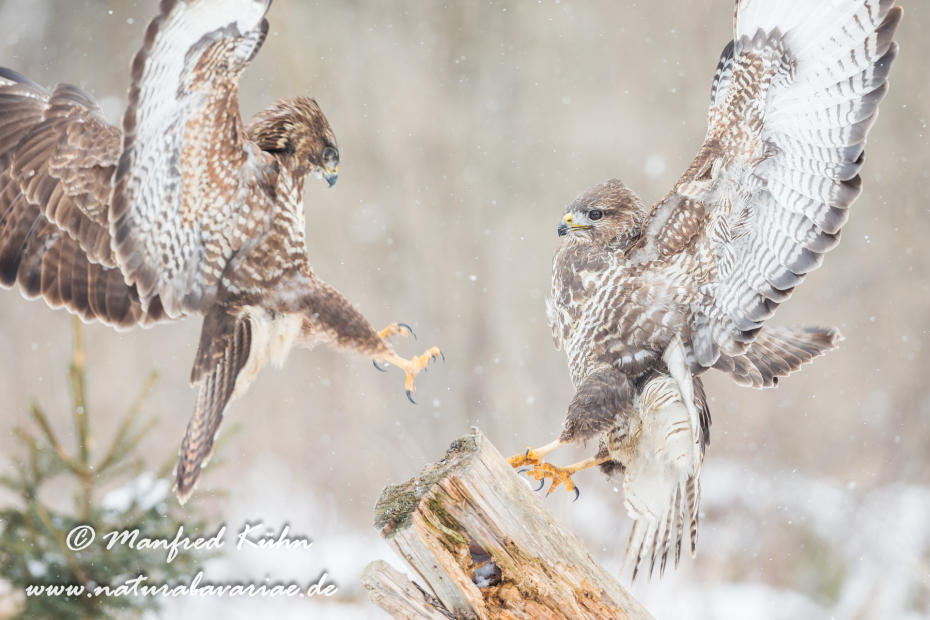Mäusebussard ()_0051