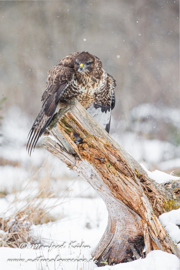 Mäusebussard ()_0054