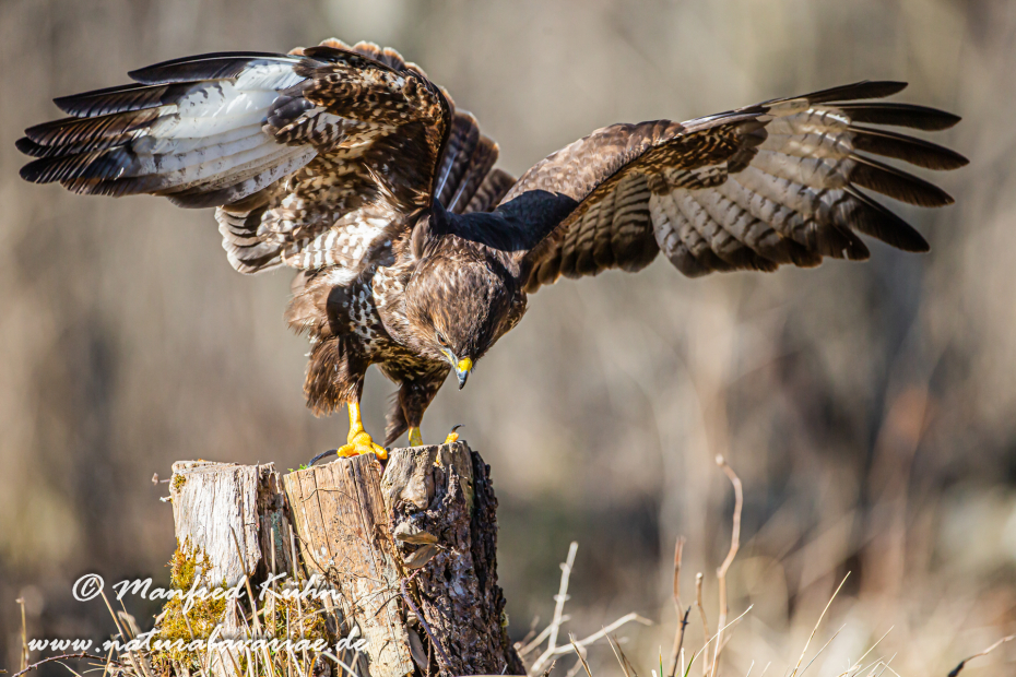 Mäusebussard ()_0072