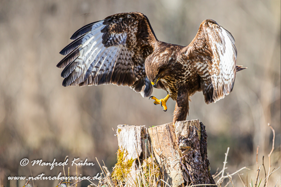 Mäusebussard ()_0073