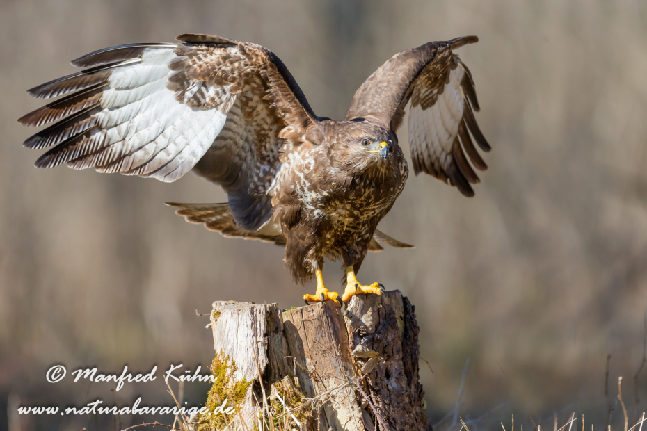 Mäusebussard ()_0075