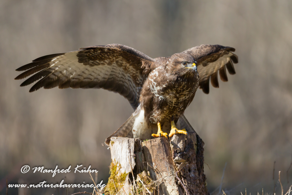 Mäusebussard ()_0076