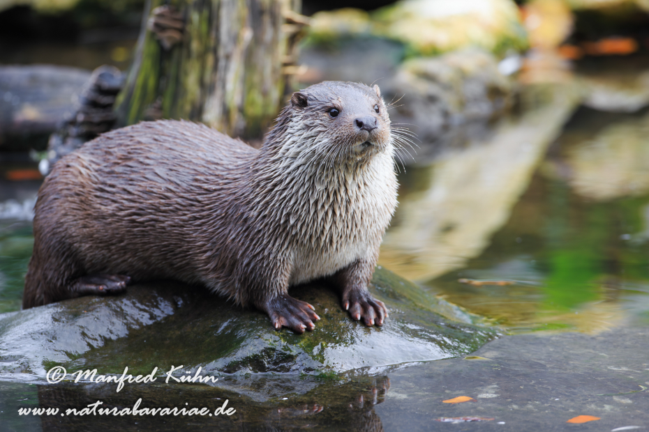Fischotter ()_0023
