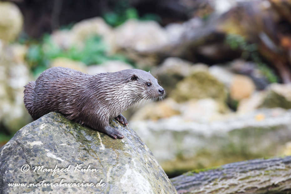 Fischotter ()_0024