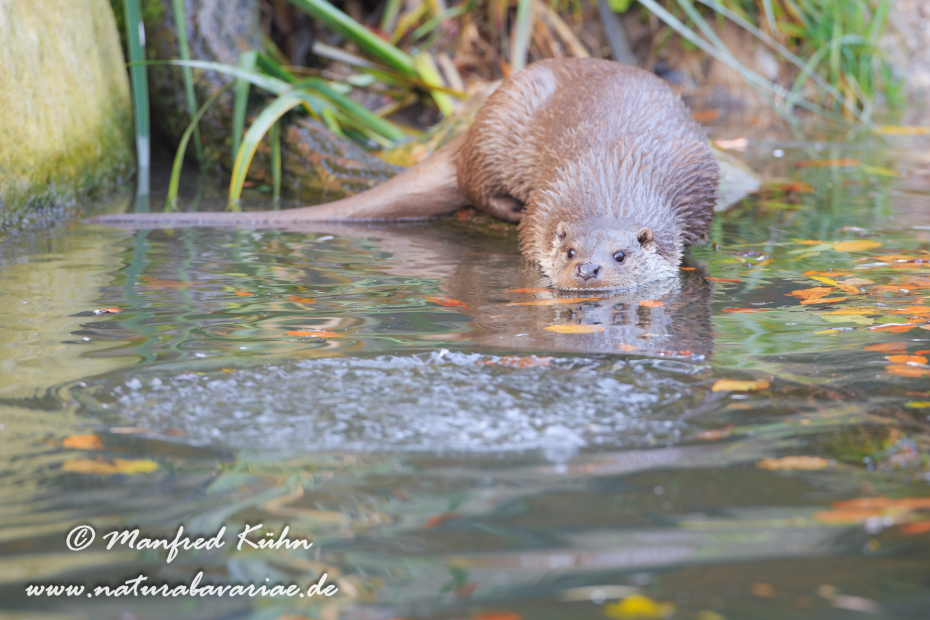Fischotter ()_0028