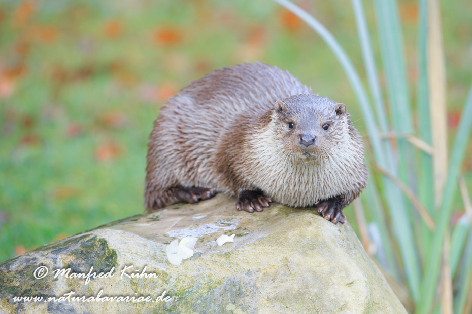 Fischotter ()_0035