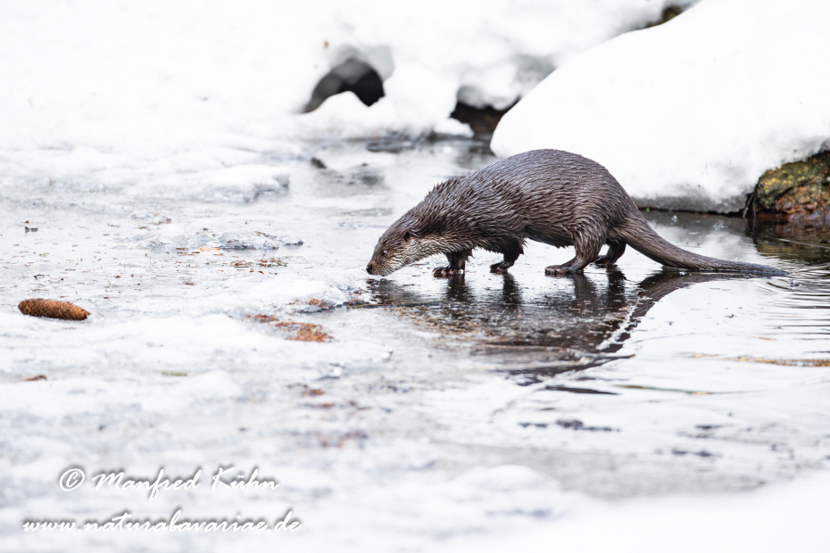 Fischotter ()_0049