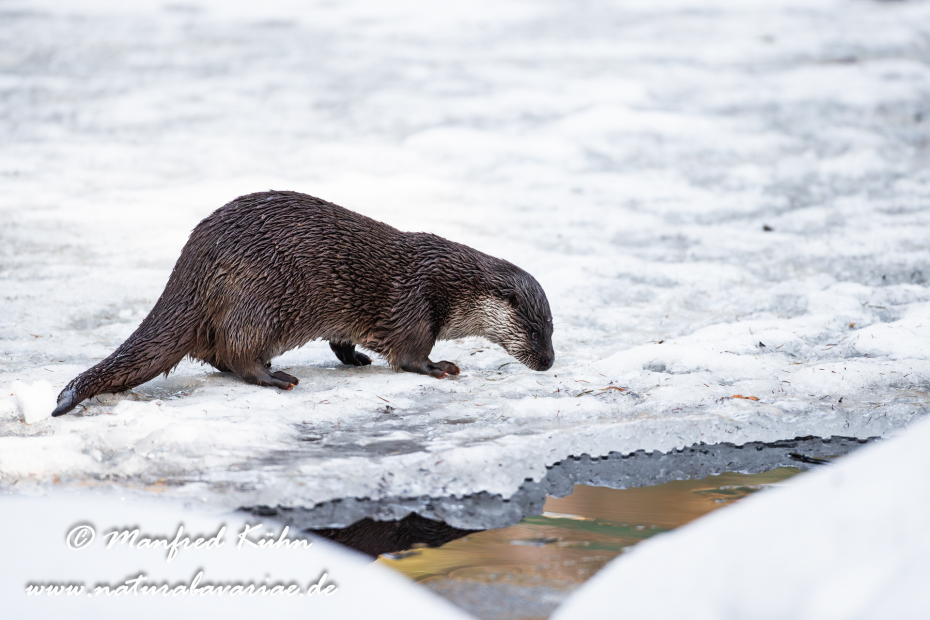 Fischotter ()_0052