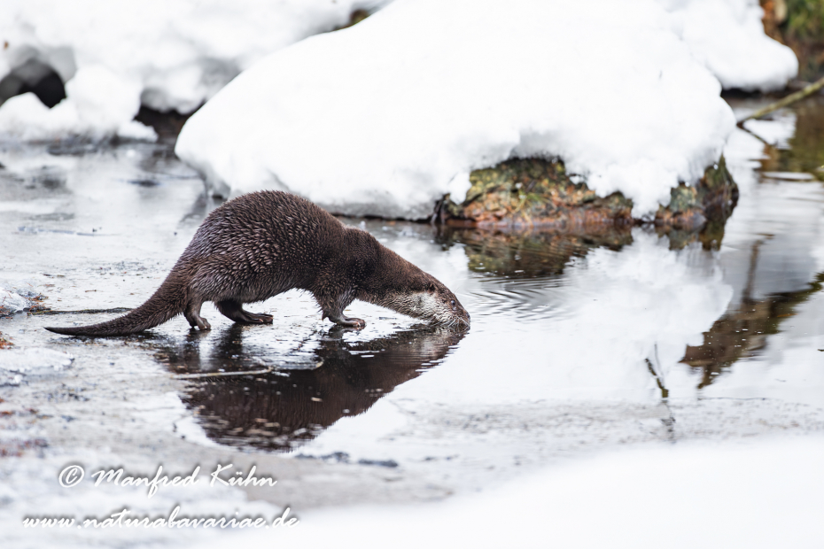 Fischotter ()_0053