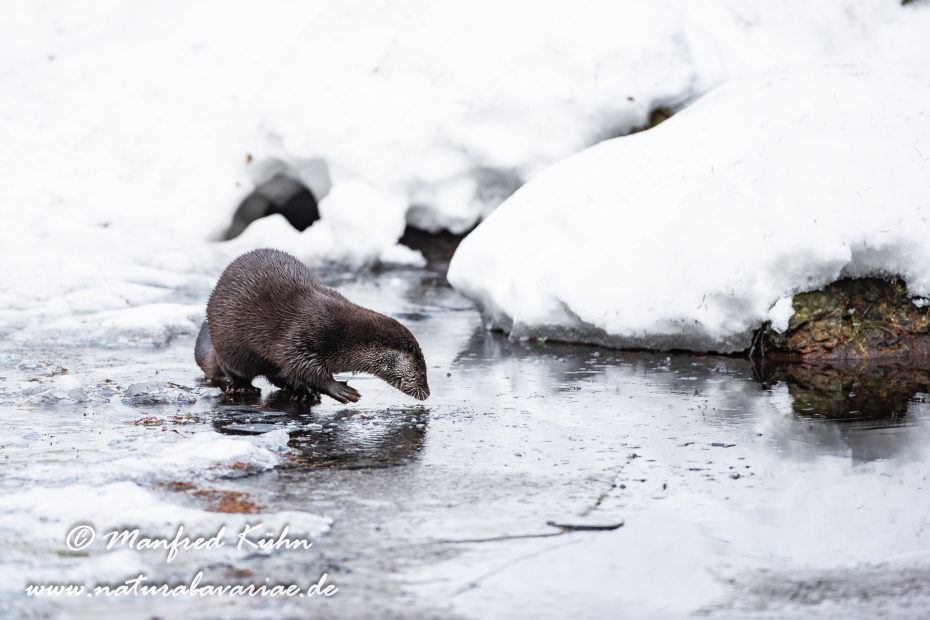 Fischotter ()_0055