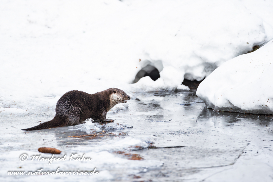 Fischotter ()_0056