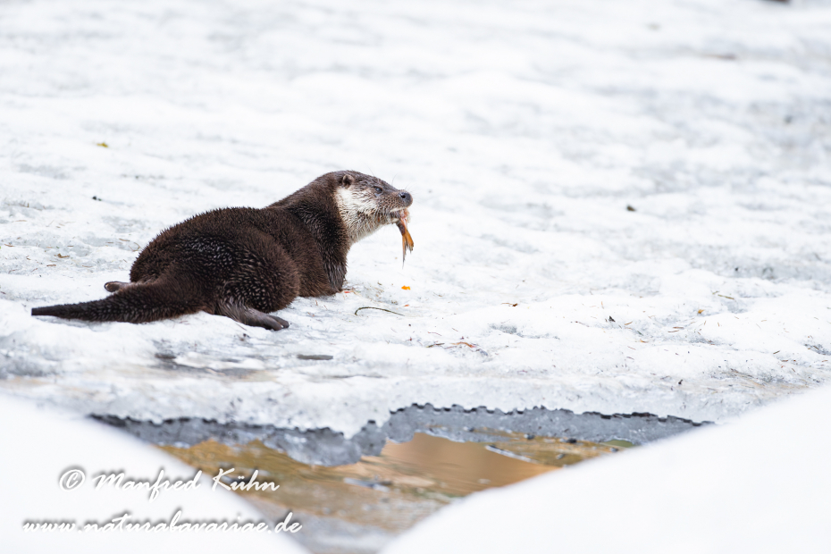 Fischotter ()_0057