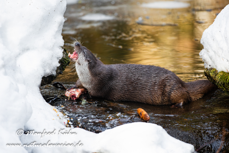 Fischotter ()_0071
