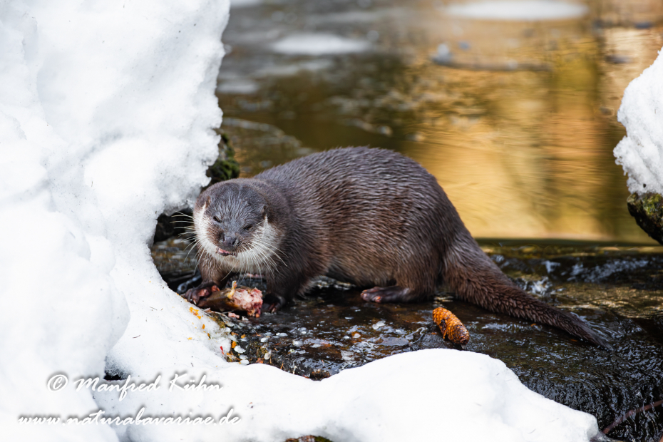 Fischotter ()_0074