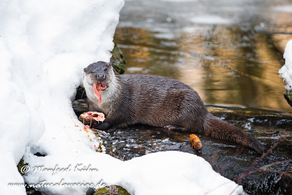 Fischotter ()_0076