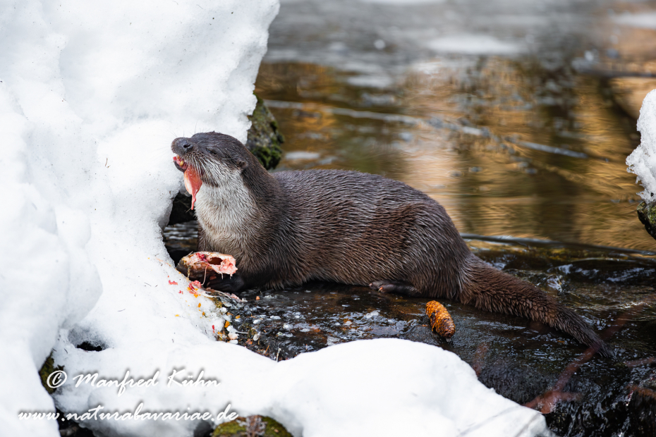 Fischotter ()_0077