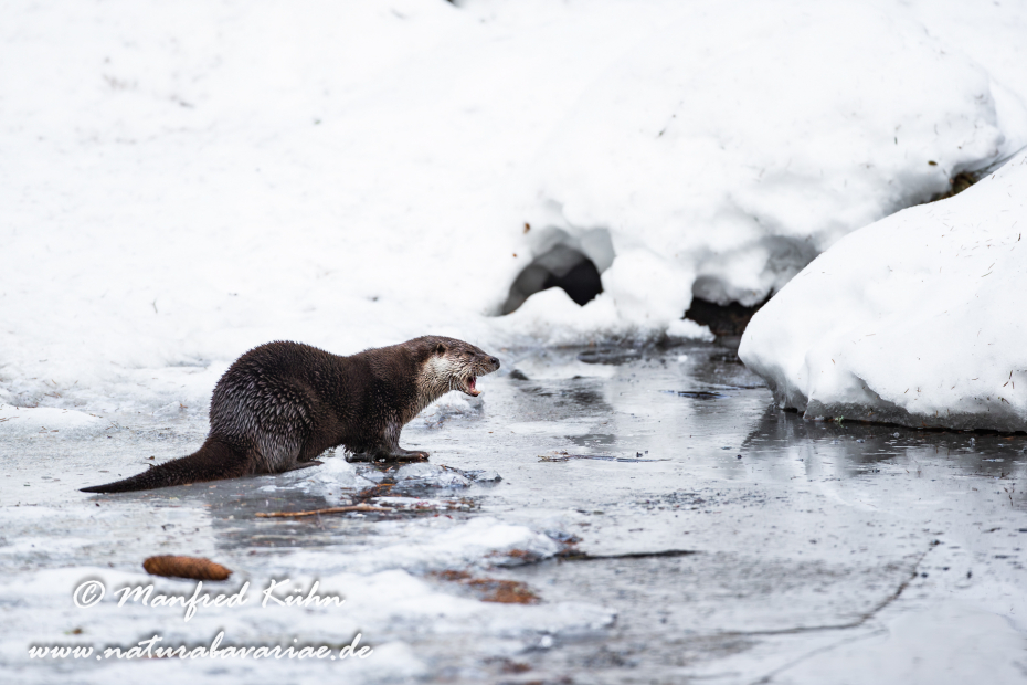 Fischotter ()_0090