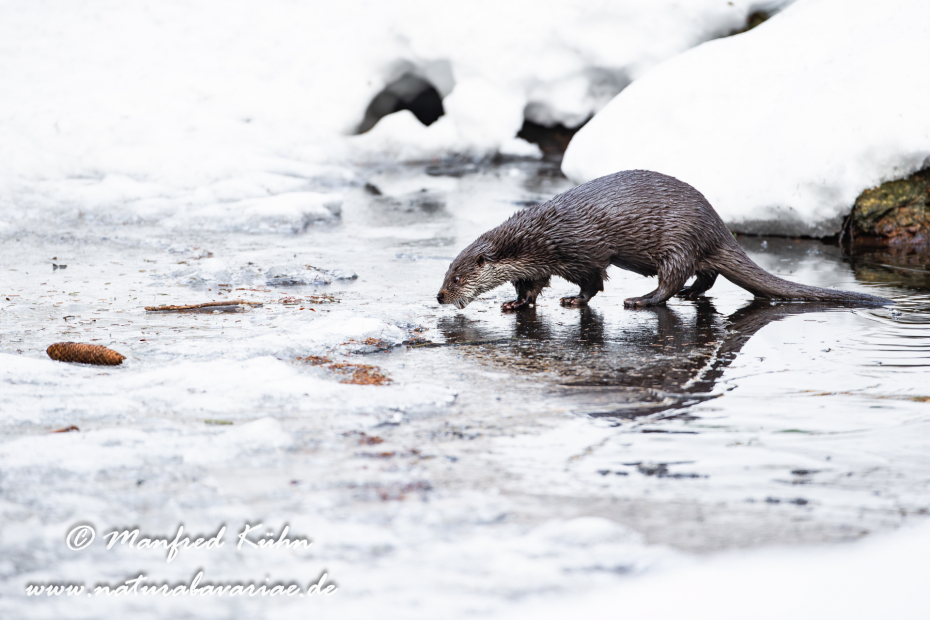 Fischotter ()_0093
