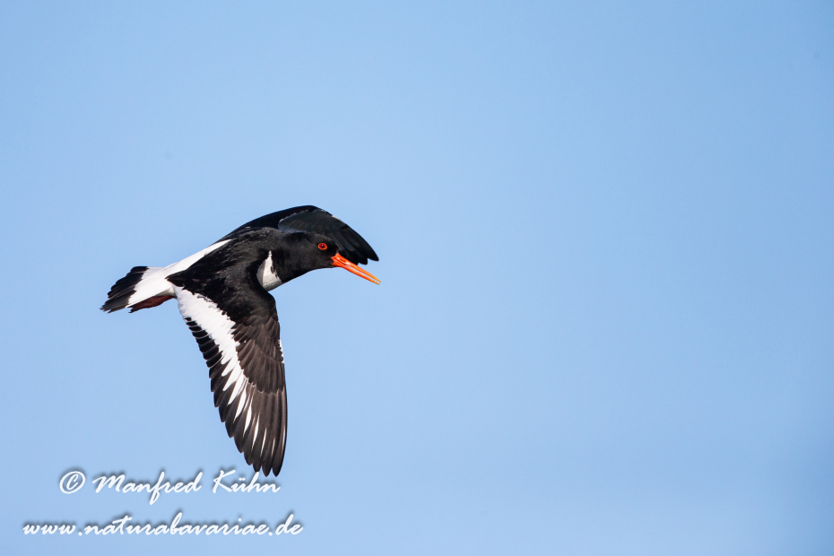 Austernfischer ()_0029