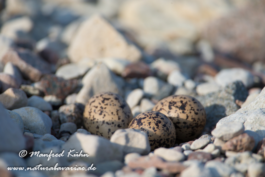 Austernfischer ()_0036