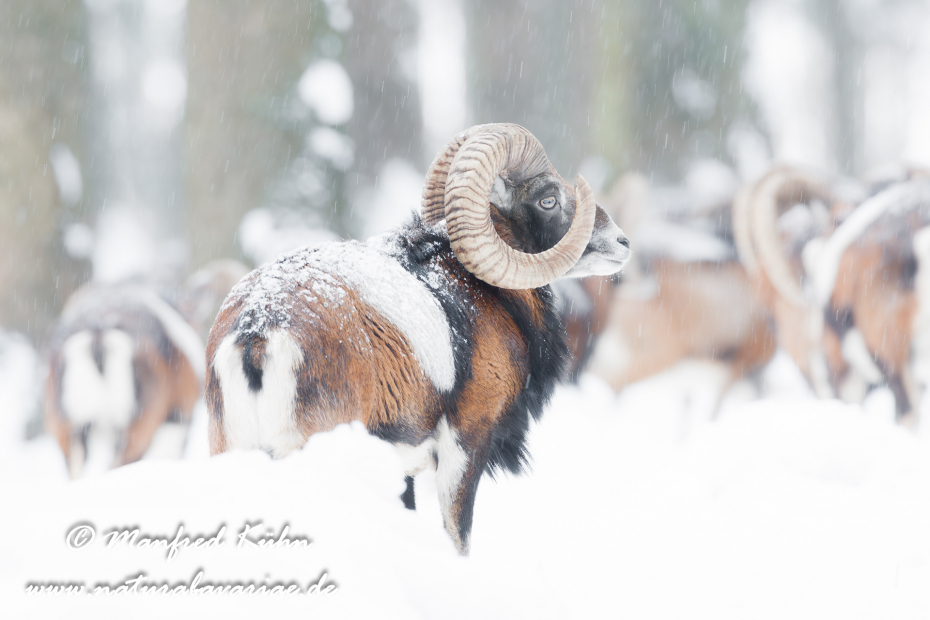 Mufflon ()_0008