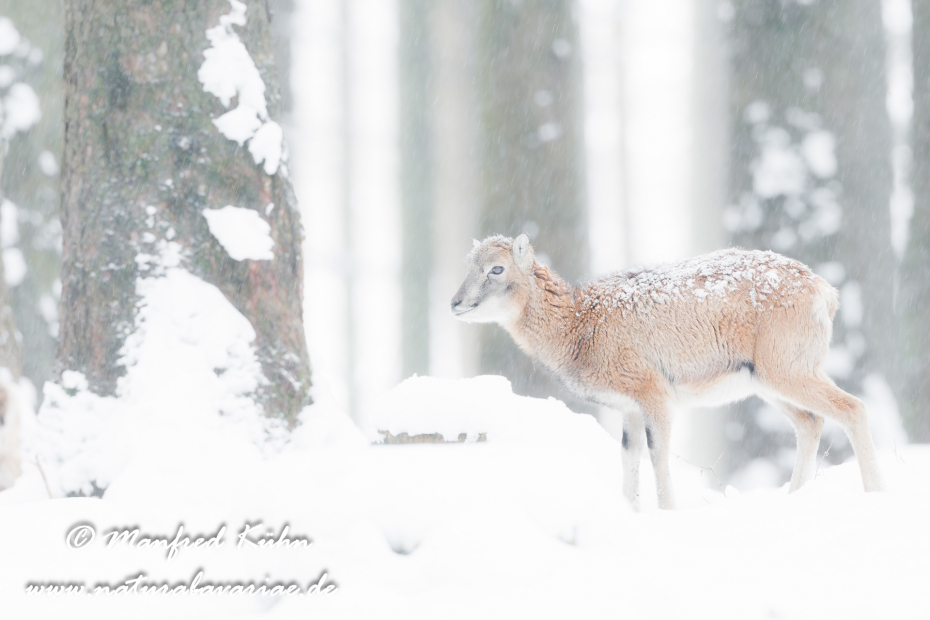 Mufflon ()_0009