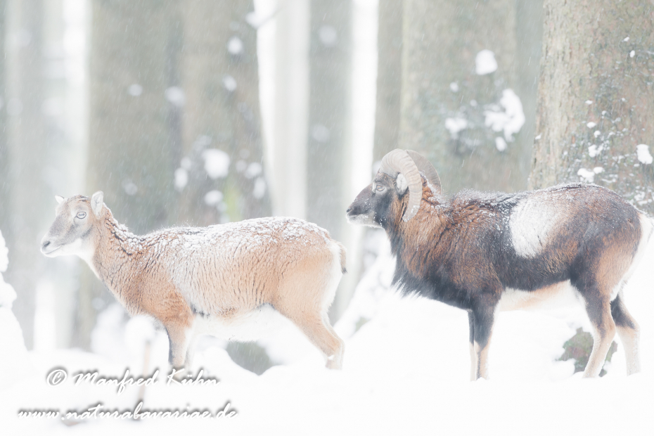 Mufflon ()_0012