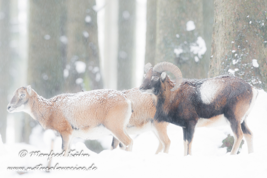 Mufflon ()_0014
