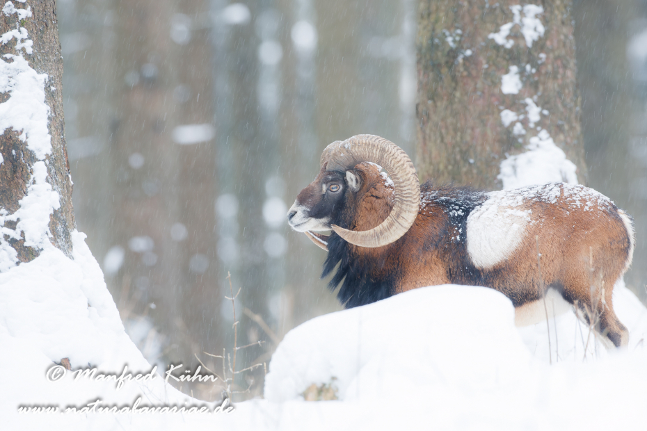 Mufflon ()_0015