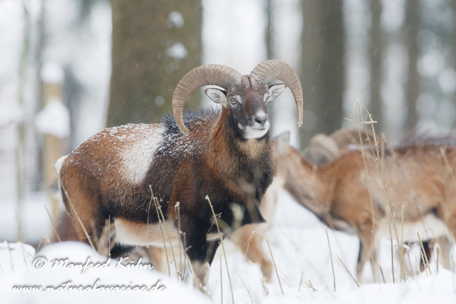 Mufflon ()_0017