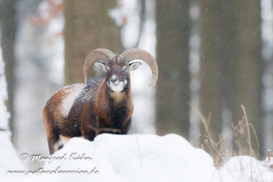 Mufflon ()_0023