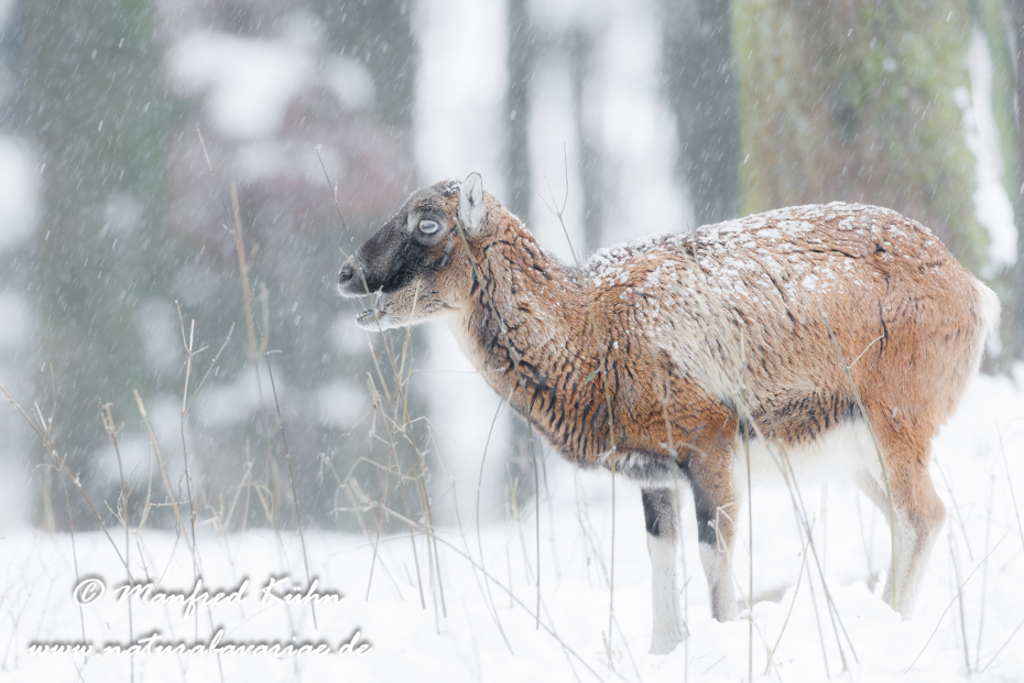 Mufflon ()_0025