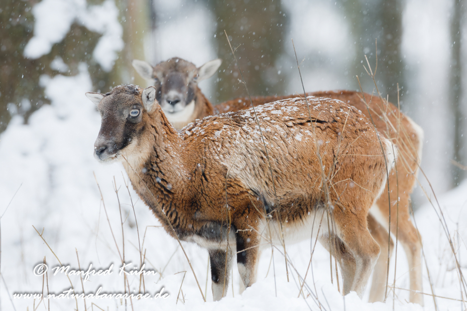 Mufflon ()_0029