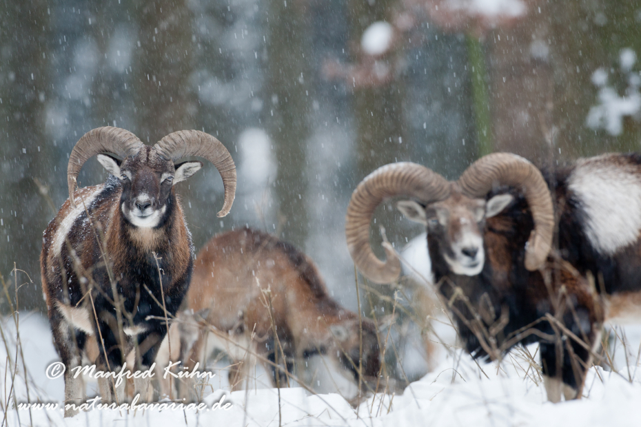 Mufflon ()_0031