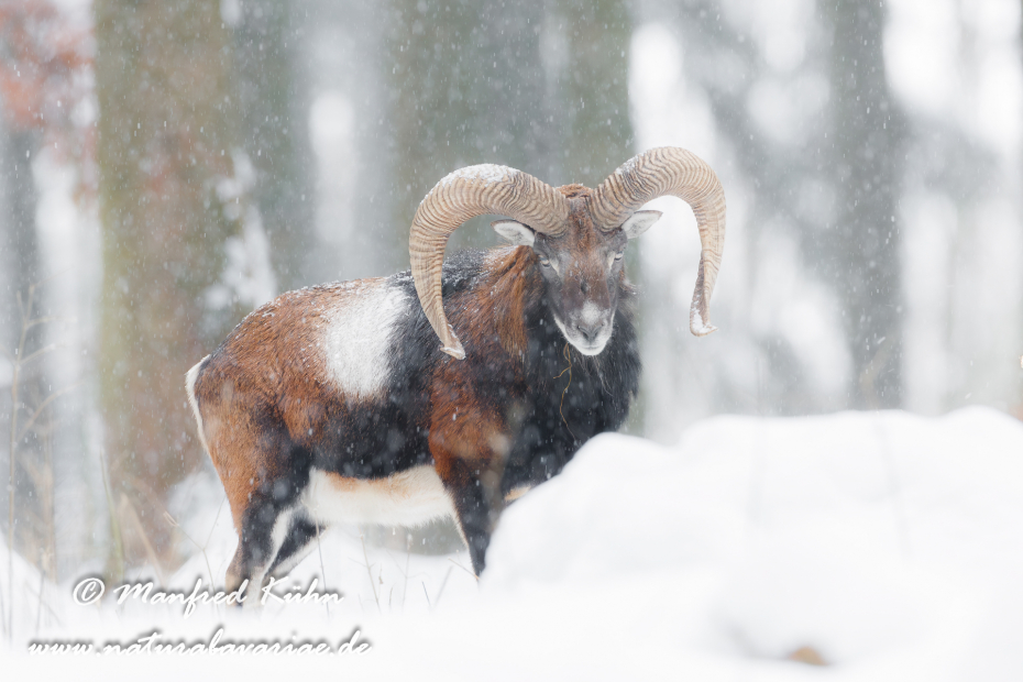 Mufflon ()_0033