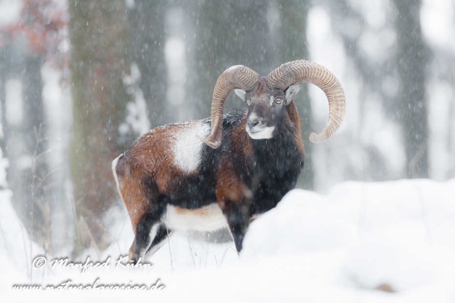 Mufflon ()_0034
