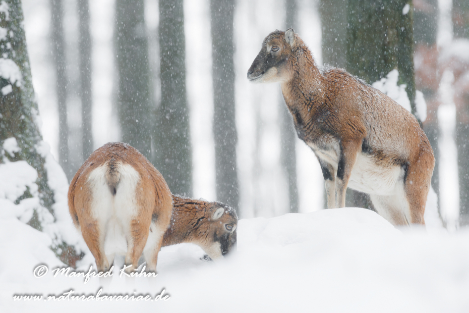 Mufflon ()_0043