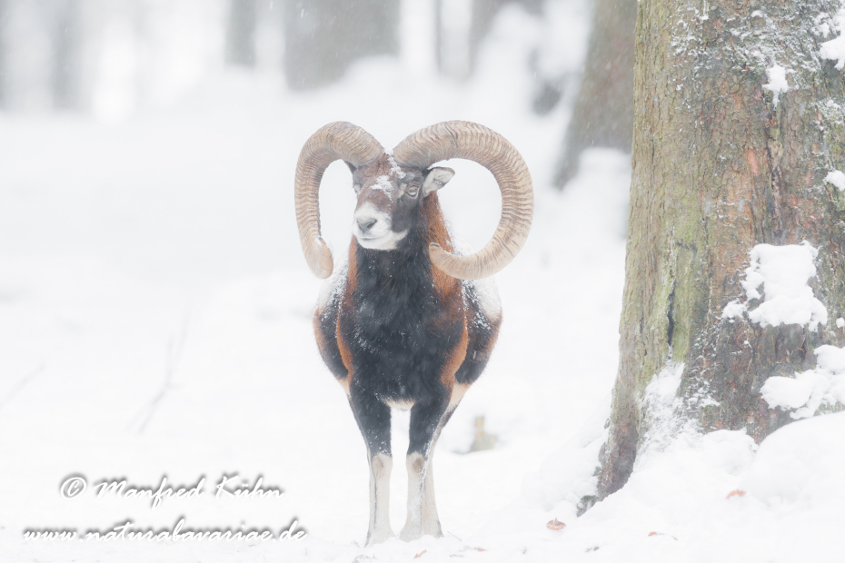 Mufflon ()_0050