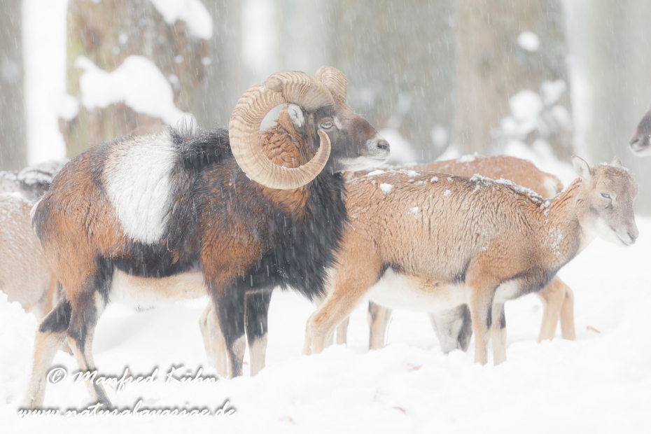 Mufflon ()_0052