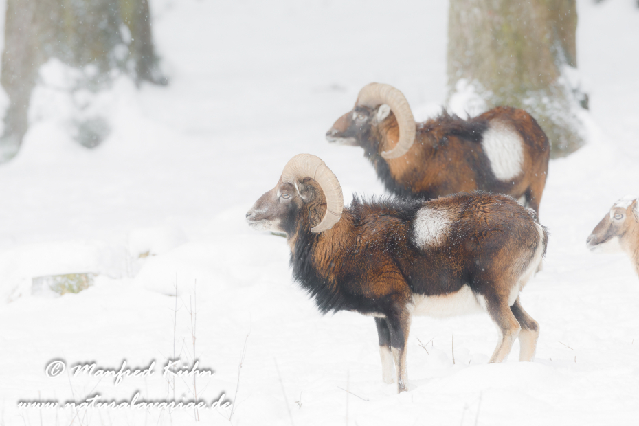 Mufflon ()_0053